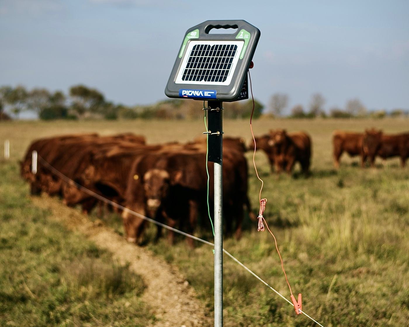Electrificador solar instalado en un alambrado eléctrico, con hacienda pastando detrás