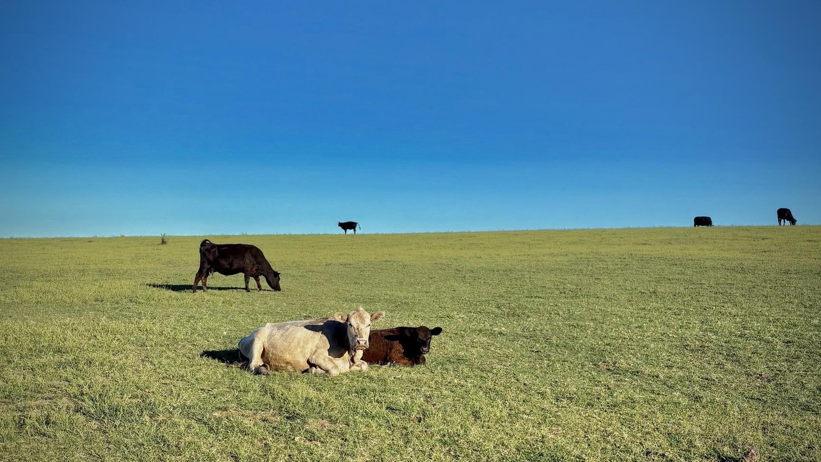 Vacas de cría con sus terneros en un potrero de pastura
